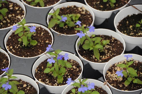 Purple flowers plots Purple flowers plots