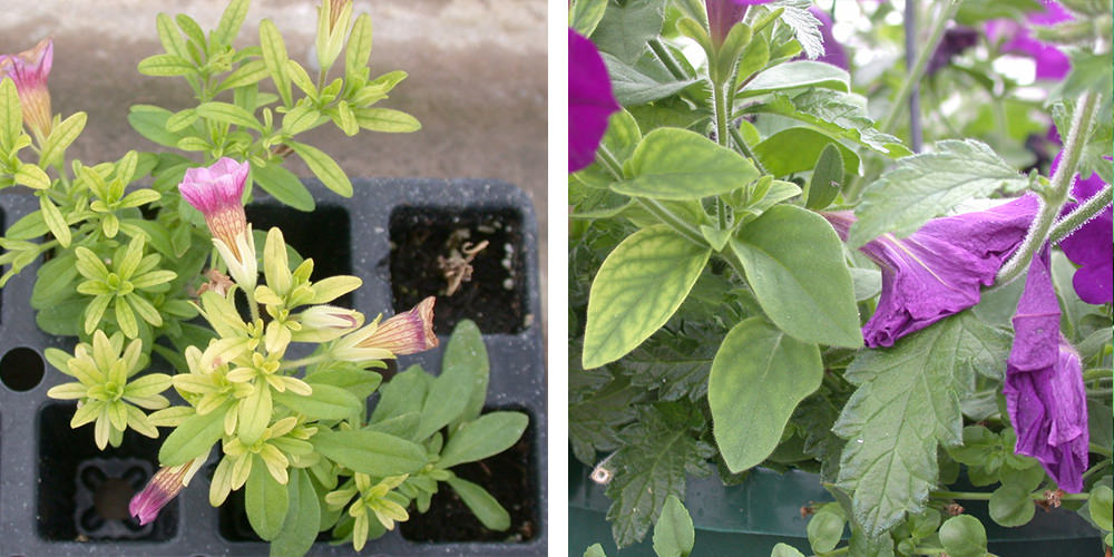 Fe Def Calibrachoa plug Supertunia normal verbena PRO-MIX