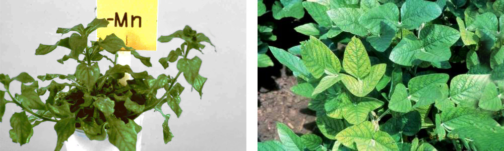 Fe Def in Calibrachoa plus and Supertunia normal verbena PRO-MIX