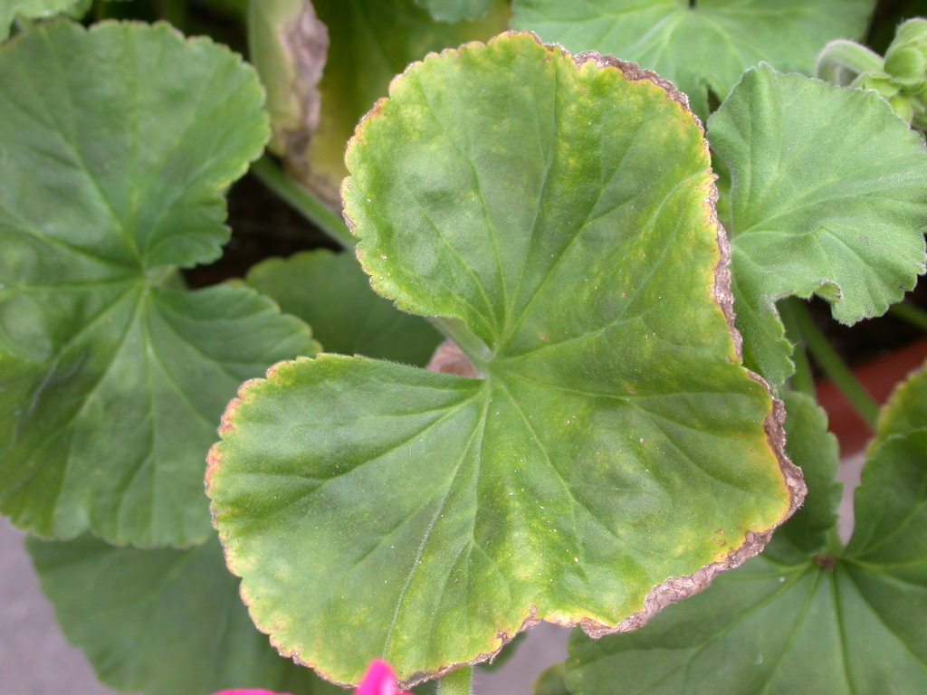 Petunia con deficiencia de manganeso