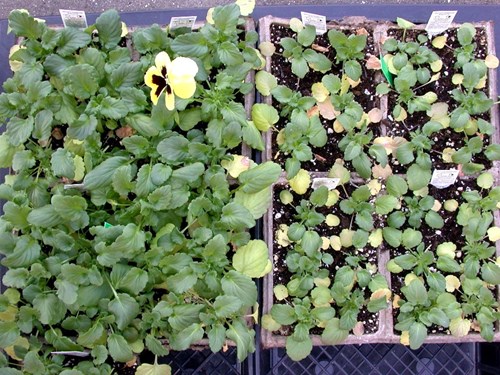 Article en-us | Fertilizer application in Pansy Fertilizer application in Pansy