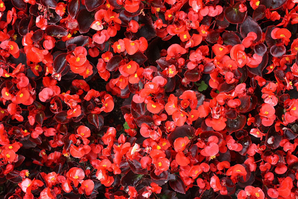 Article en-us | Fibrous - Wax Begonias Article en-us | Fibrous - Wax Begonias