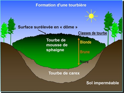 formation d'une tourbiere