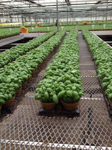 Freeman Herbs Basil Crops