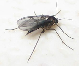fungus gnat