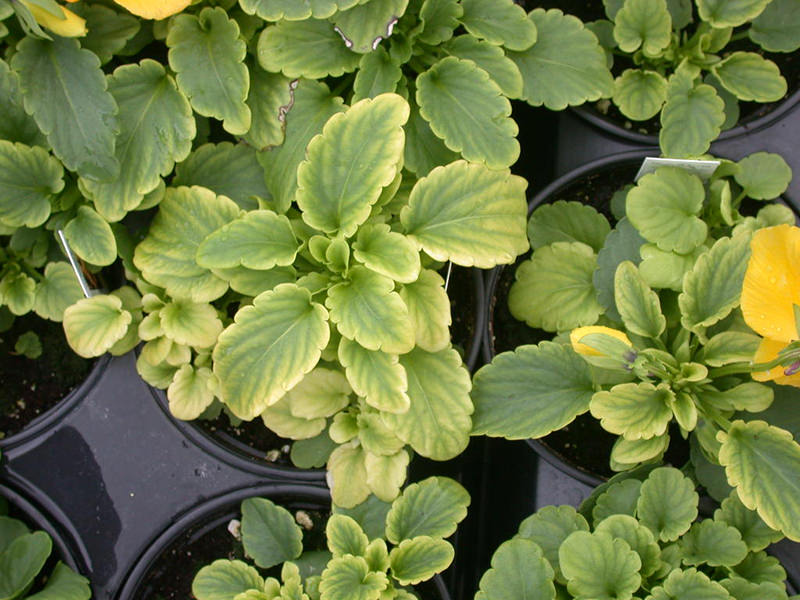 Article fr-ca| Iron Deficiency Pansy PRO-MIX Pensée de carence en fer PRO-MIX
