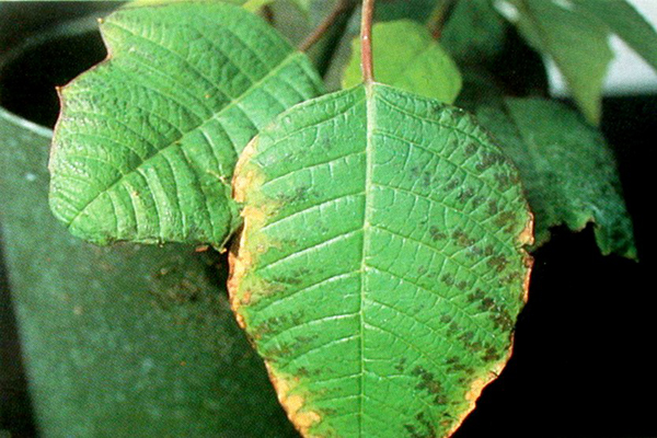 Deficiencia de potasio vista en flores de Pascua