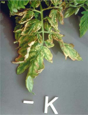 Deficiencia de potasio vista en tomates 