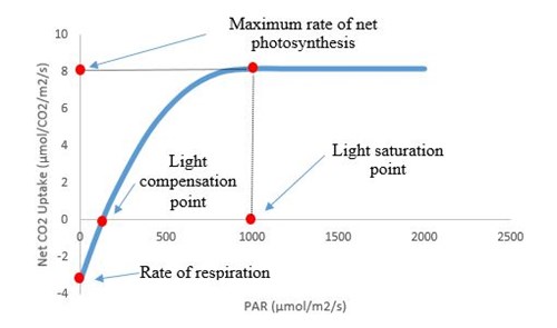 Article en-us | Graph of the light compensation point and the light saturation point Graph of the light compensation point and the light saturation point