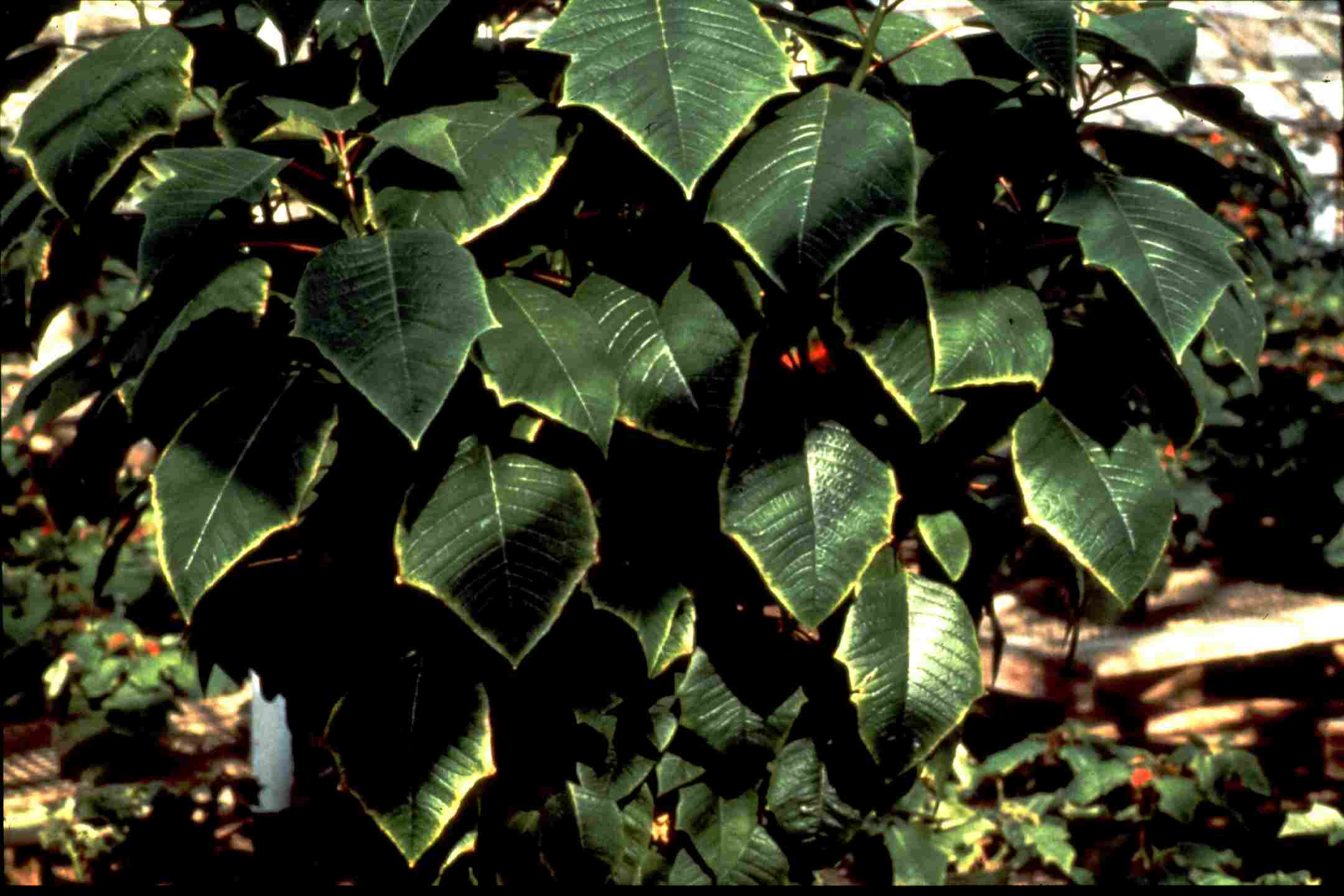 Mo def - Poinsettia