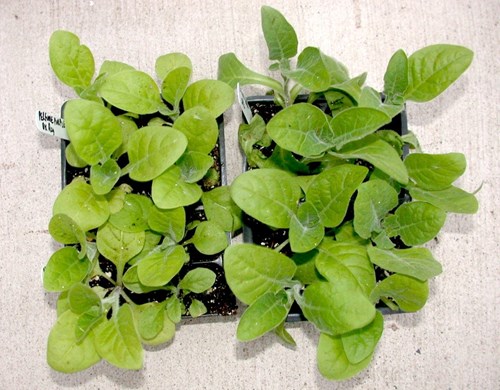 Crecimiento de plantas de nicotiana con micorrizas de PRO-MIX