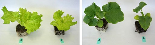 Efectos de las micorrizas con los sustratos de cultivo PRO-MIX.