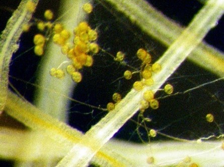 mycorrhizaetiny