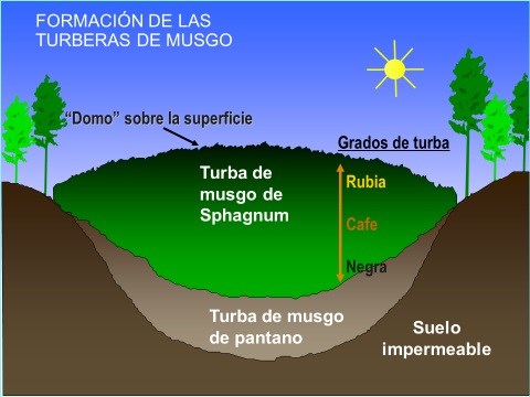 Seccion transversal de una turbera tipica de turba esfagnacea.