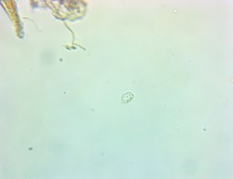 phytophthora