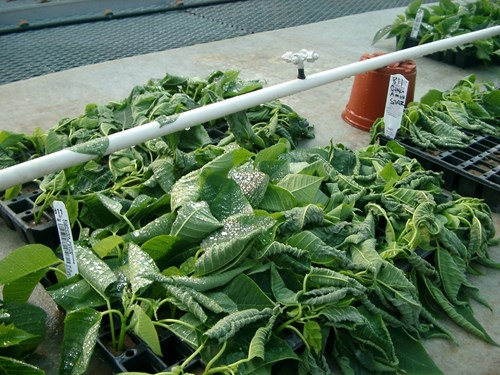poinsettia cutting allowed to dry out 