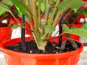 poinsettia great branching