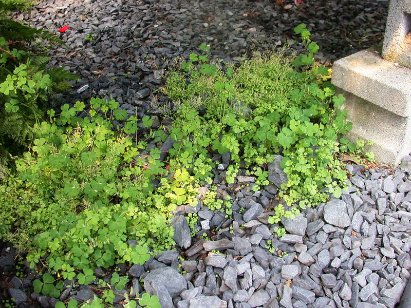 Article en-us | PRO-MIX Cardamine and Oxalis Under Bench Norcella PRO-MIX Cardamine and Oxalis Under Bench Norcella