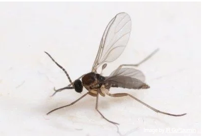 Article en-us | promix greenhjouse growing adult fungus gnat promix greenhjouse growing adult fungus gnat