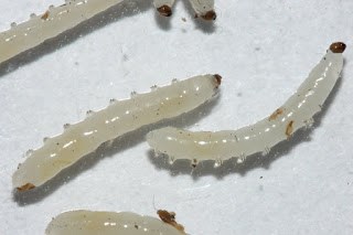Article en-us | promix greenhjouse growing fungus gnat trap for larvae promix greenhjouse growing fungus gnat trap for larvae
