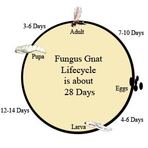 Article en-us | promix greenhjouse growing Fungus Gnats promix greenhjouse growing Fungus Gnats
