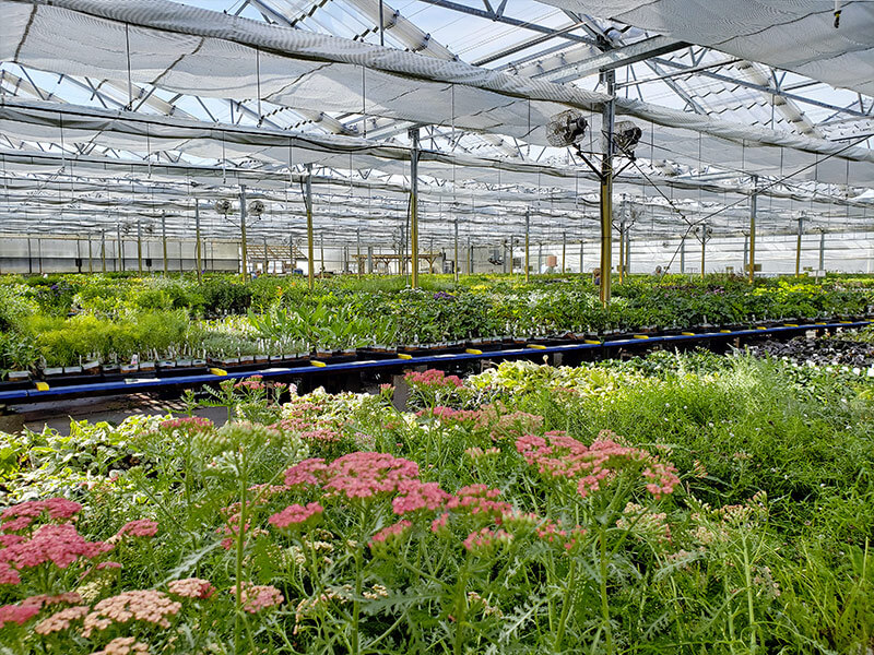 Article es-us | Perennials are placed alphabetically for ease of finding Las plantas perennes son colocadas alfabeticamente para ser localizadas mas facilmente
