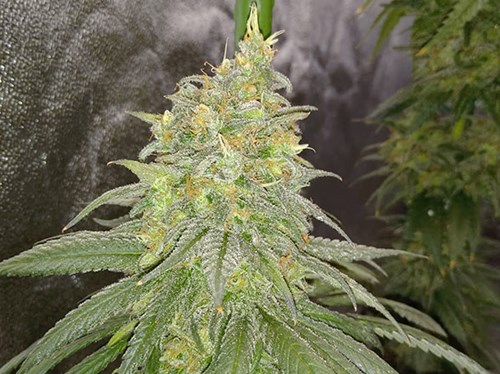 Article en-us | Favourite strain to grow Article en-us | Favourite strain to grow