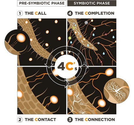 Article en-us | Figure 4C's