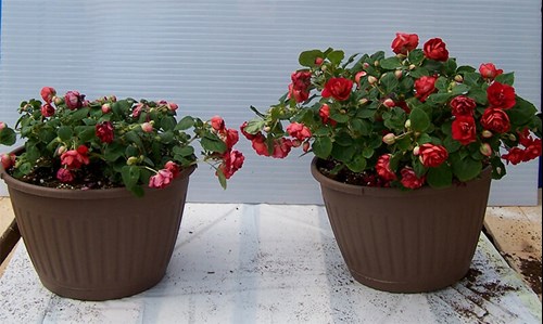 Article en-us | Impatiens basket with biocontrol Impatiens basket with biocontrol