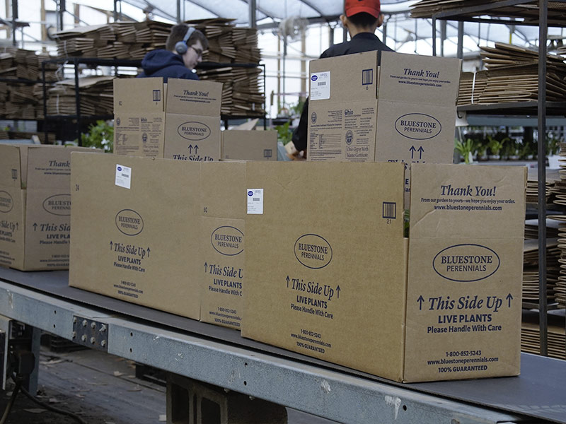 Article es-us | Packaging line Bluestone Perennials Las plantas se seleccionan en el invernadero, se mandan a la linea de empaque y se envian por correo. - Bluestone Perennials