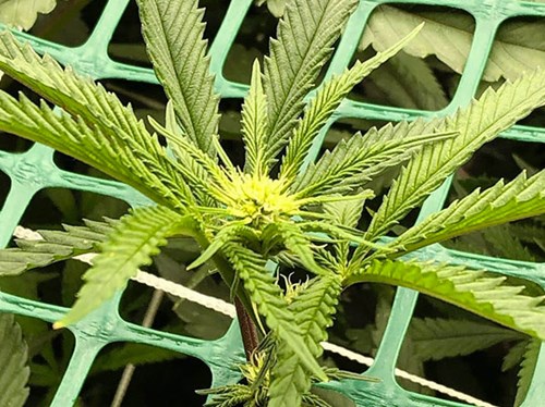 Article en-us | Growing plants Article en-us | Growing plants