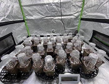 Article en-us | Carnage profile - grow room Article en-us | Carnage profile - grow room