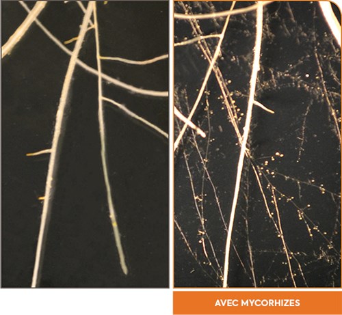 Racine avec mycorrhizes