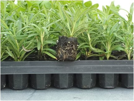 Rosemary cuttings rotted in 25mm paper-wrapped cells