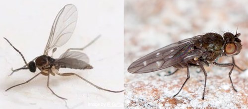 Shore fly vs Fungus Gnats
