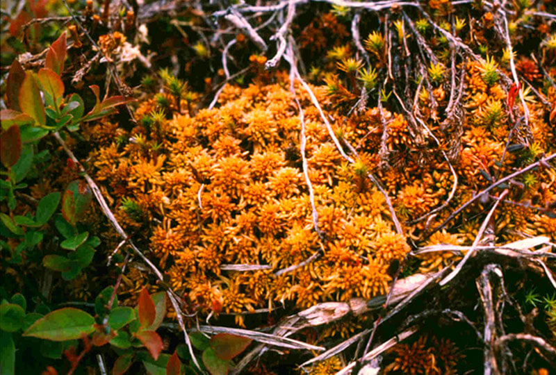 Sphagnum moss colony well established