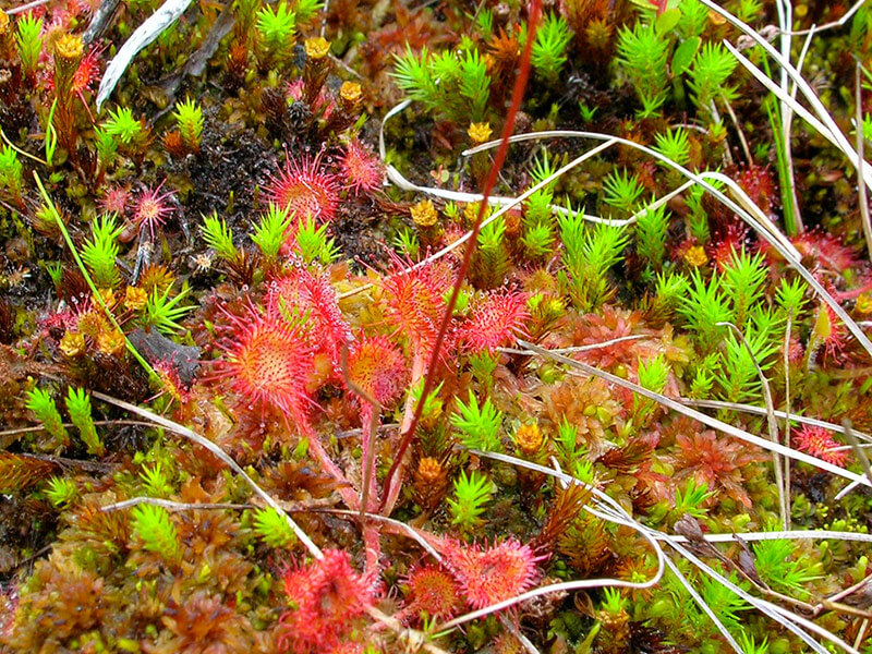 Sphagnum moss growing under straw