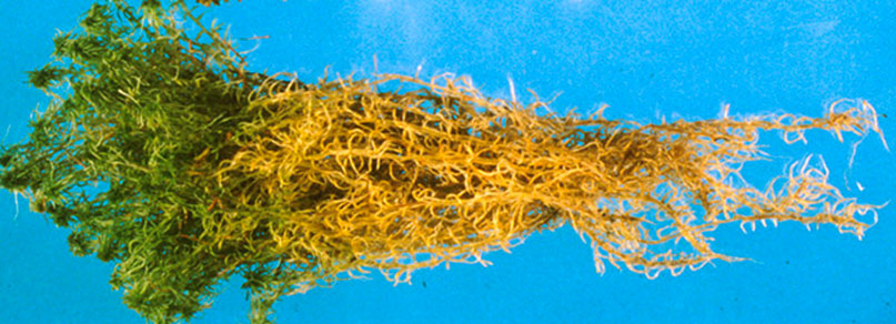 Growing sphagnum peat plant