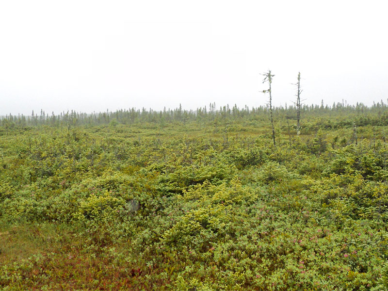 Typical peat bog