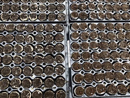Plug trays with PRO-MIX YP