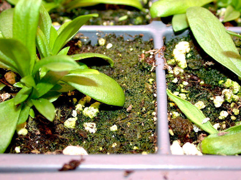 Article es-us | Algae in Dianthus El crecimiento de algas verdes en la superficie del sustrato indica que permanece demasiado mojado.