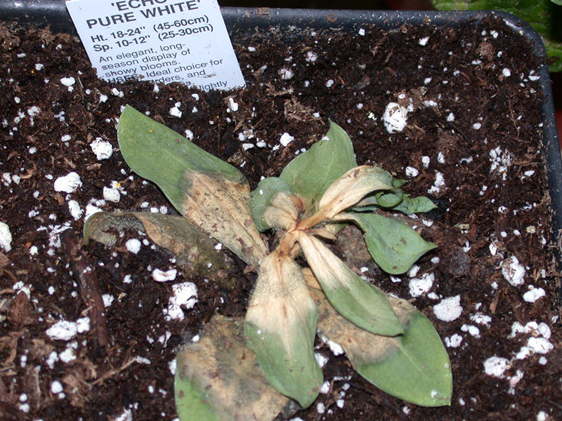 Article es-us | Botrytis Newport Greenhouse Lisianthus Echo pure white diseased un lisianthus que esta muriendo debido a una infeccion por botritis