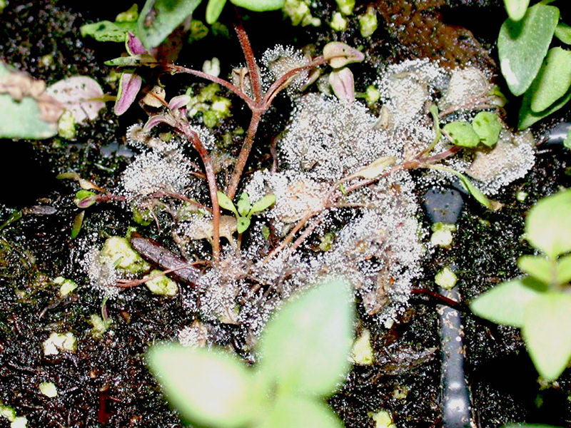 Article es-us | Botrytis on herbs Schillenger las hojas de este tomillo estan completamente cubiertas de botritis