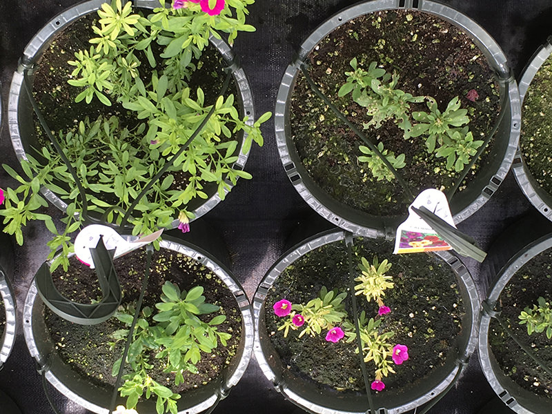 Article es-us | Fe Chlorosis in Calibrachoa caused by Root disease Las macetas de calibrachoa regadas en exceso con frecuencia tienen un crecimiento deficiente y se vuelven cloroticas debido a una absorcion deficiente de nutrientes o a enfermedades de la raiz.