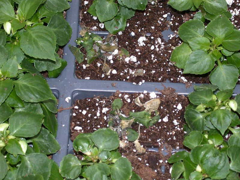 Fusarium Newport Ghs - Seed impatiens with disease from Premier Tech Horticulture