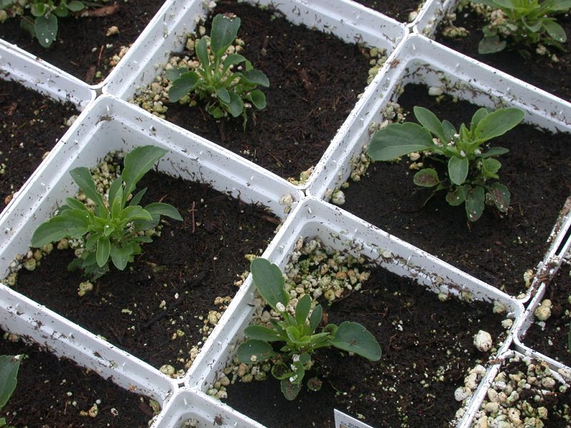 Article fr-ca| Heavy watering and perlite migration Arrosage abondant et migration de perlite