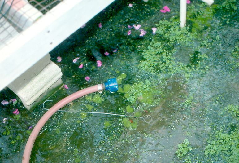 Article en-us | Hose on floor in algae Hose on floor in algae
