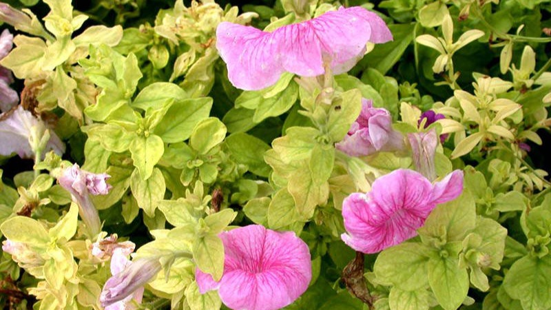 Article en-us | iron deficiency petunia Iron deficiency in petunia due to root rot pathogens.