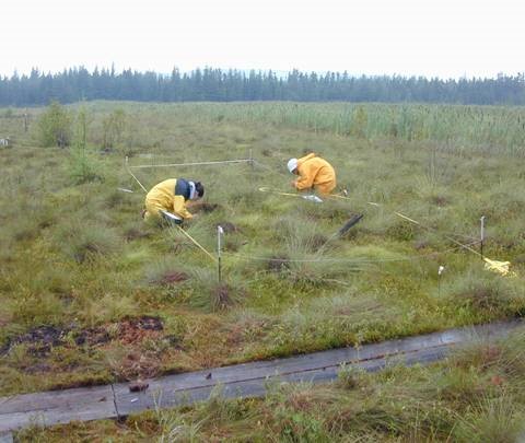 Article en-us | Research on a restored peat bog in Quebec. Research on a restored peat bog in Quebec.
