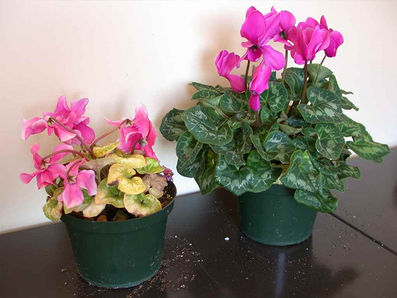 Rhizoctonia infestation in the cyclamen from PRO-MIX Greenhouse Growing
